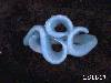 Click to see more information about this 'Ladies Freeform Fashion Rings' item.