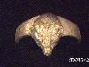 Click to see more information about this 'Animal Jewelry for Ladies and Gents' item.