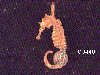 Click to see more information about this 'Nautical Jewelry' item.