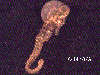 Click to see more information about this 'Nautical Jewelry' item.